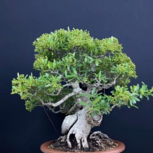 Bonsai 010