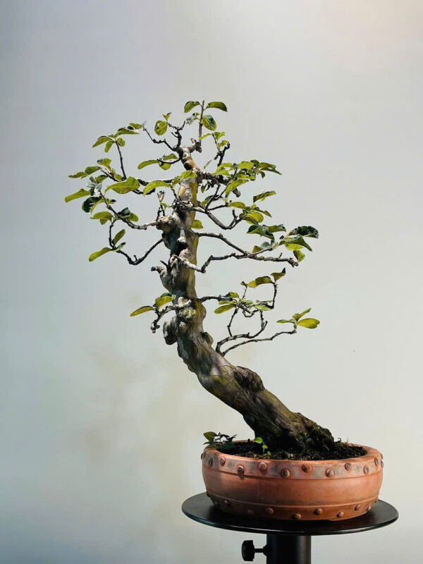 Bonsai 012