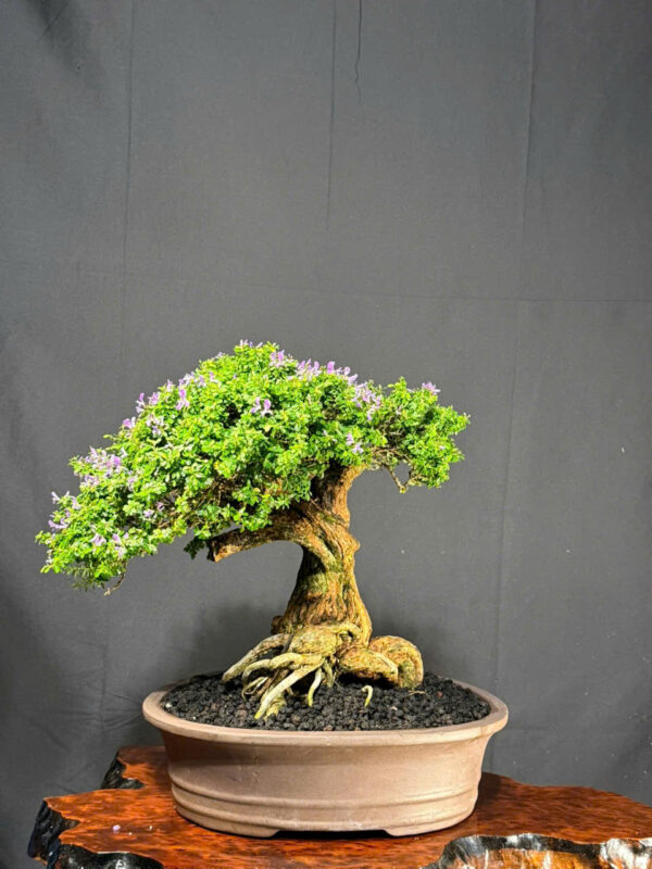 Bonsai 011