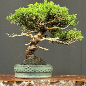Bonsai 001