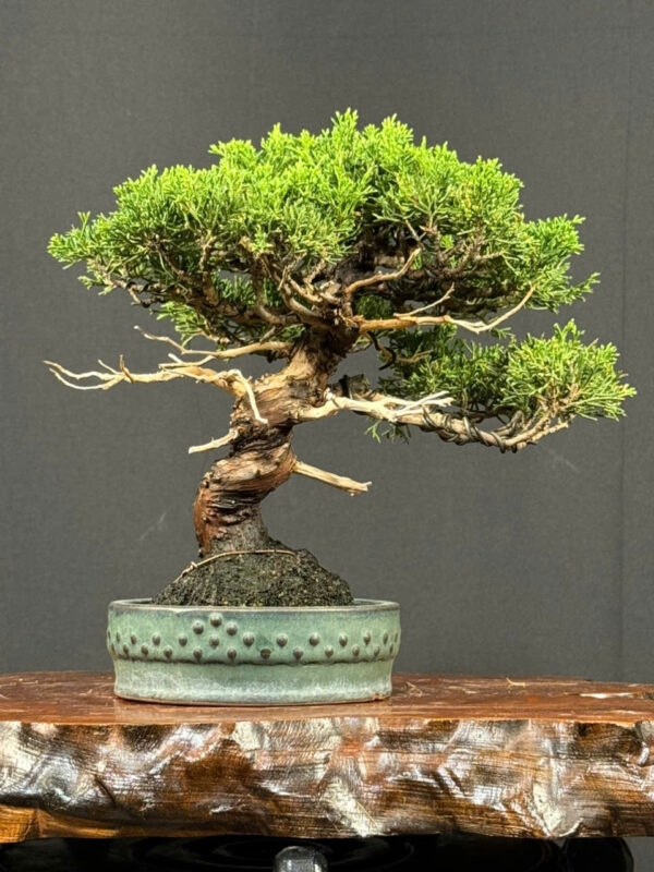 Bonsai 001