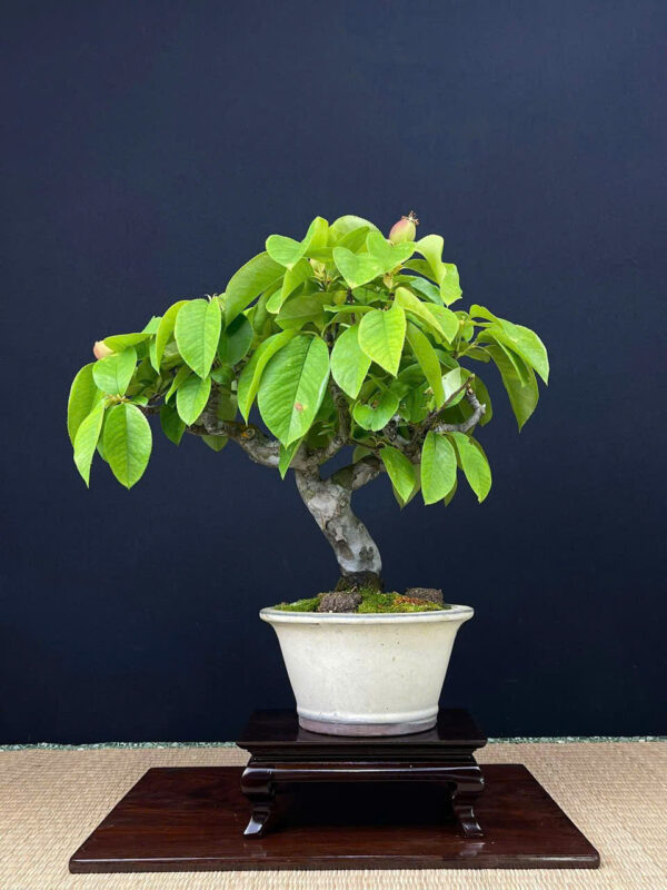 Bonsai 012
