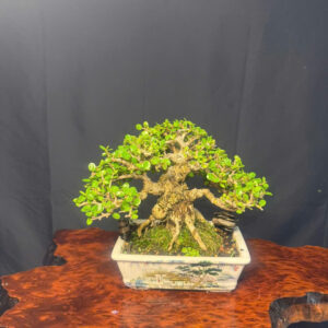 Bonsai 002