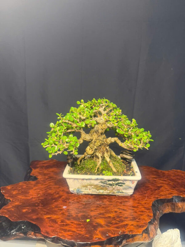 Bonsai 002