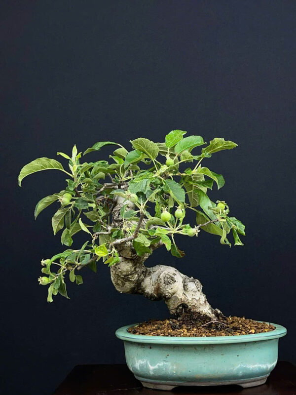 Bonsai 008