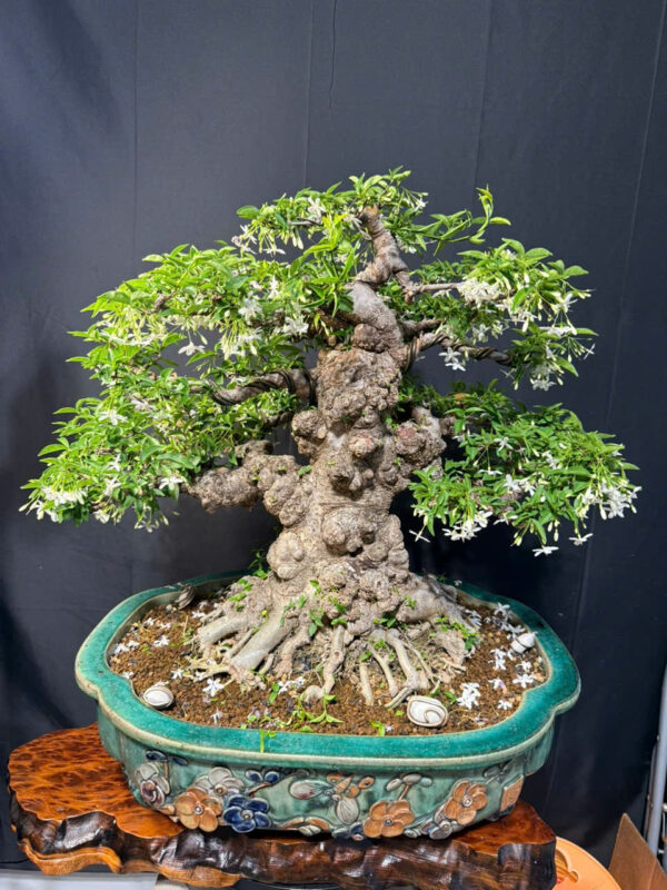 Bonsai 009