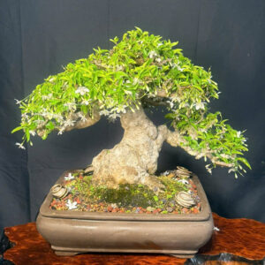 Bonsai 005