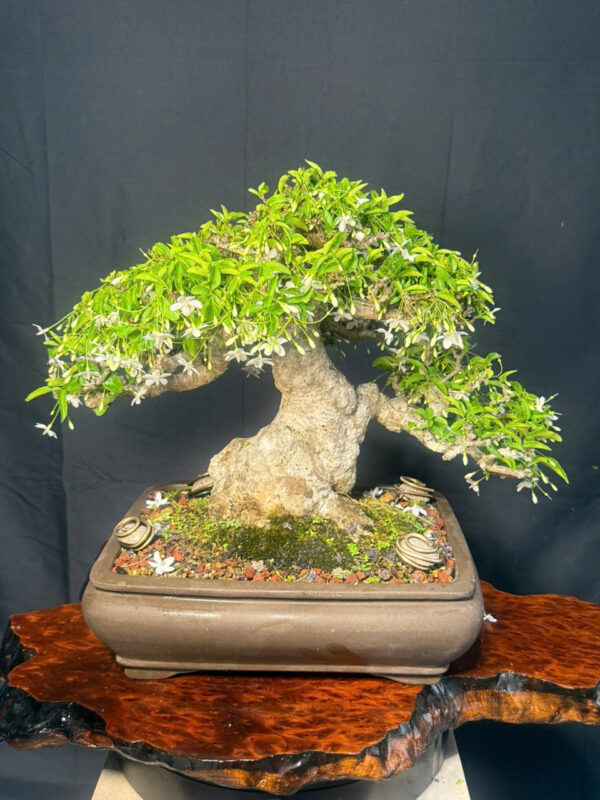 Bonsai 005