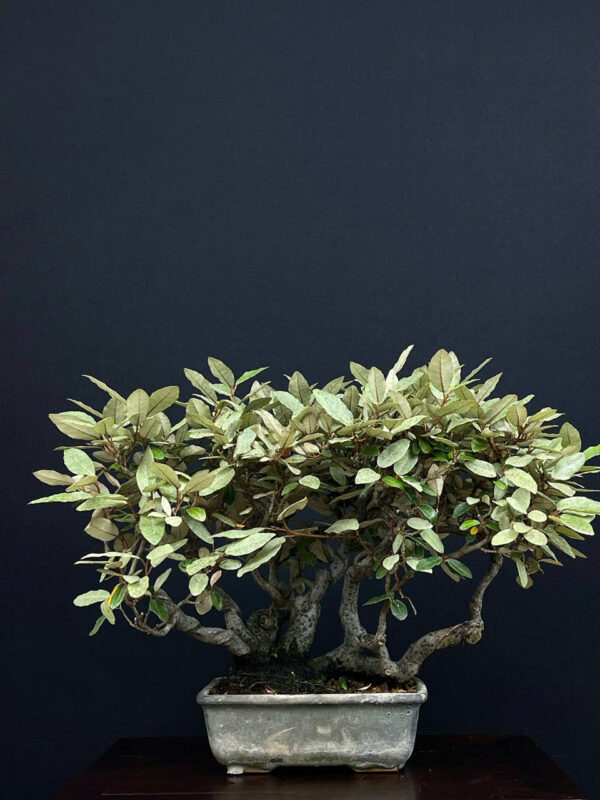 Bonsai 007