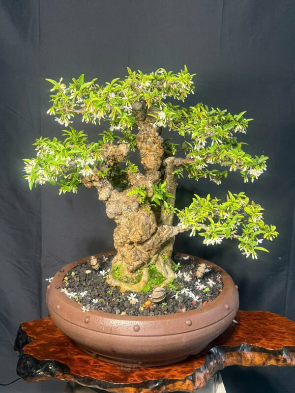 Bonsai 003