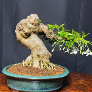 Bonsai 006
