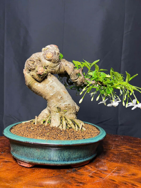 Bonsai 006