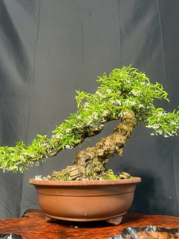 Bonsai 004